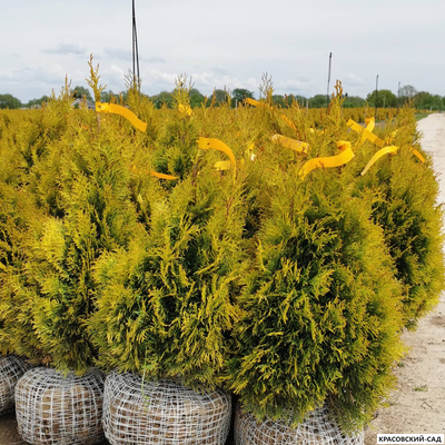 Голден Смарагд отправка - Красовский-Сад.рф