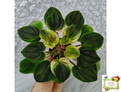 РС-Утренний Пляж (С. Репкина) 2020 г. (клакамас с кроновой пестролистностью)