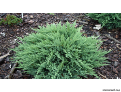 Можжевельник казацкий Тамарисцифолиа - Tamariscifolia