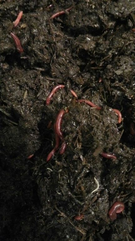 Что едят дождевые черви в домашних условиях