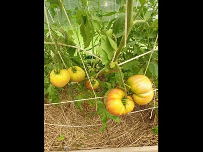 Томат Анна Мейер (Anna Meyer)