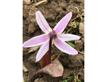 Erythronium sibiricum &quot;Ольга&quot;