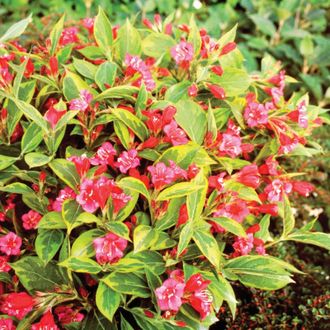 Вейгела цветущая Бригела, ЗКС