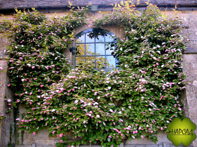 Актинидия "ДОКТОР ШИМАНОВСКИЙ" (ЯРКАЯ ОКРАСКА ЛИСТЬЕВ + ВКУСНЫЕ ЯГОДЫ)