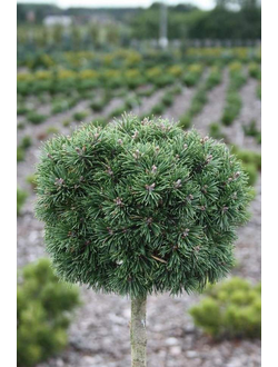 Сосна горная Mops