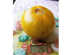 Томат Янтарная комната (Amber room)