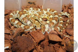 Полоз маисовый, Pantherophis guttatus