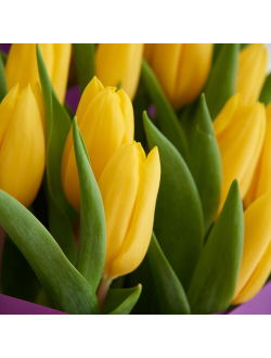 15 желтых тюльпанов
