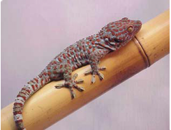 Геккон Токи (Gekko gecko)