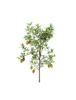 плодовые Лимон 01 04