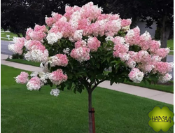 ГОРТЕНЗИЯ МЕТЕЛЬЧАТАЯ "ВАНИЛА ФРАЙЗ" НА ШТАМБЕ 1 м