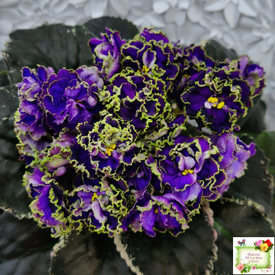 РС-Дремучий Лес (С. Репкина) 2019 г.