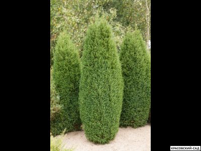 Кипарисовик Элвуди - Ellwoodii