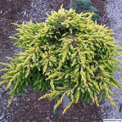 Можжевельник Голдшатц - Goldschat