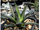 Haworthia attenuata v.radula - розетка с корнями (Голландия)