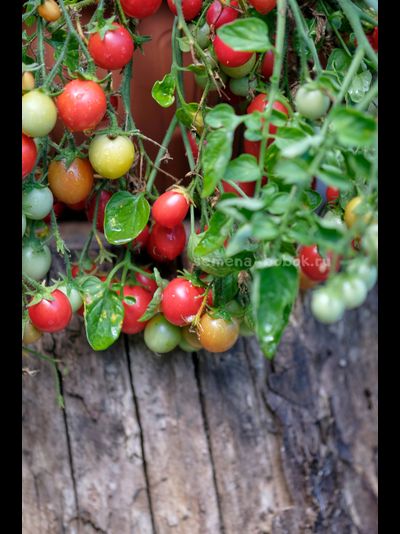 Томат Ditmarscher "Suspension rose" (Дитмаршевская Розовая Подвеска), 10 шт