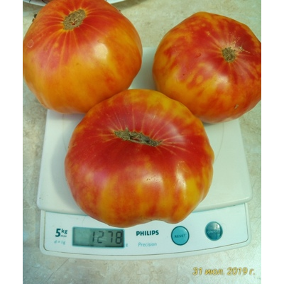 Томат Бурракерские любимцы (Burracker's Favorite)