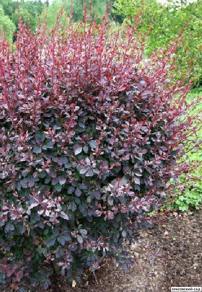 Барбарис оттавский Silver Miles