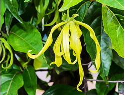 Иланг-иланг экстра (Cananga odorata), цветы 5 мл - 100% натуральное эфирное масло