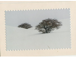 Azermarka. Hawthorn bushes between snow hills