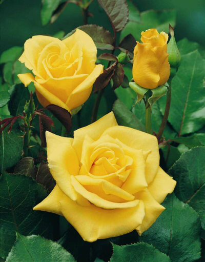 Роза Ландора (Landora) ОКС, Россия