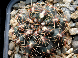 Gymnocalycium erolesii GN 1729 - 5 семян