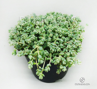 Sedum Dasyphyllum