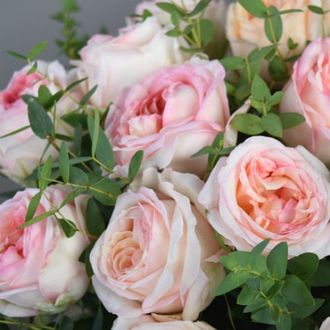 Анжи Романтика (Angie Romantica) роза
