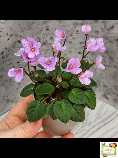 Frosted Fantasy (C.Sotkiewicz) трейлер