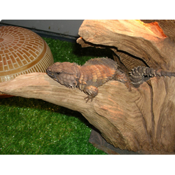 Малый поясохвост (Cordylus cataphractus, или Ouroborus cataphractus)