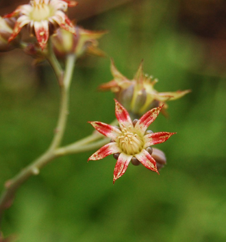 Graptopetalum Rusbyi