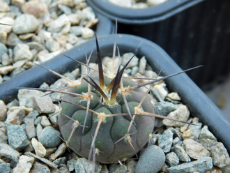 Gymnocalycium spegazzinii TOG 6 (D=15-20 мм)