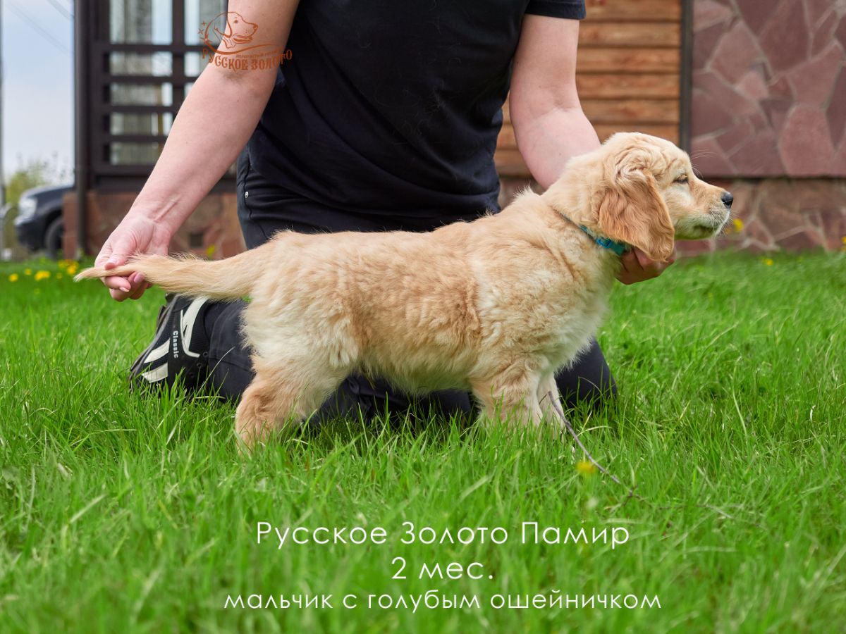 РЗ Памир, мальчик голубой ошейничек, 2 мес