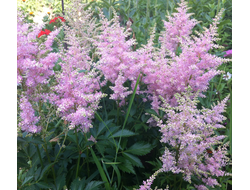 Астильба Америка (America)