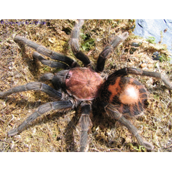 Cyclosternum fasciatum