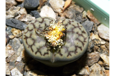 Lithops bromfieldii v. mennellii 
 