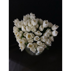 Тюльпаны пионовидные 51 шт