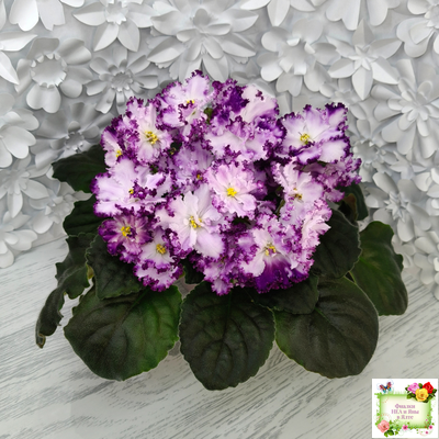 БР-Осирис (С. и Н. Буркацкие) 2022 г.