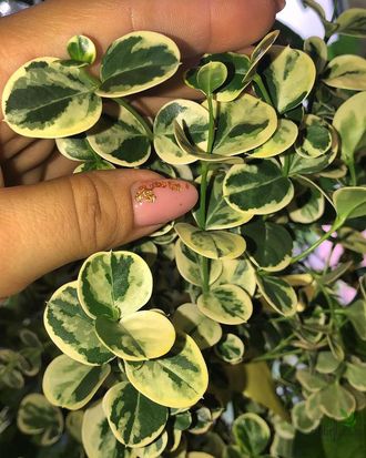 Карисса вариегатная/ Carissa macrocarpa Variegata