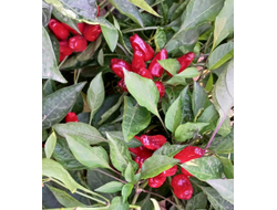 Перец острый Турецкий цветок (Turkish Flower)