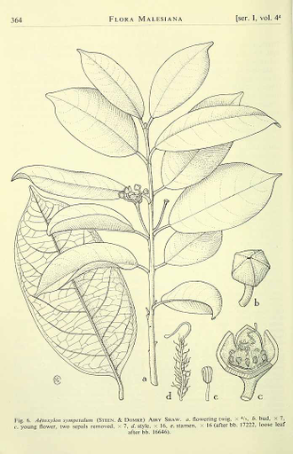 Уд белый, агаровое дерево (Aetoxylon Sympetalum) (2 г) - 100% натуральное эфирное масло