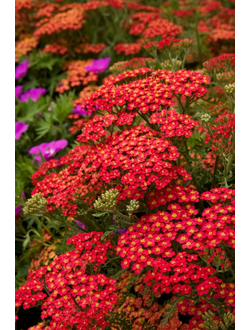 Тысячелистник обыкновенный Паприка