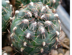 Gymnocalycium erinaceum  VG-339 (D=20-25 mm)