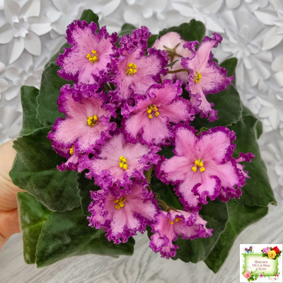 Nik-Любовный Напиток (Н. Булко) 2023 г.