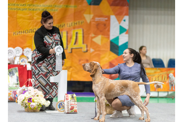 7 Группа FCI / BEST IN GROUP 7 FCI:   1 место ИТАЛЬЯНСКИЙ БРАКК - GHITA COMPATRIOTA DI BONFINI