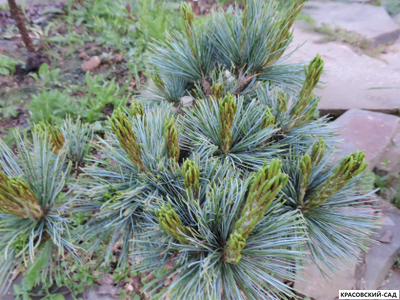 Сосна кедровая Блю Мопс - Blue Mops