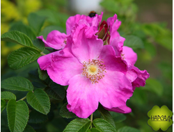 Роза РУГОЗА РУБРА