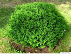 Туя Хозери - Hoseri