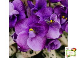 Grog (H.Pittman) (пасынок укоренённый)