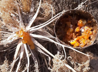 Гальбанум, Ферула (Ferula galbaniflua) 5 мл - 100% натуральное эфирное масло